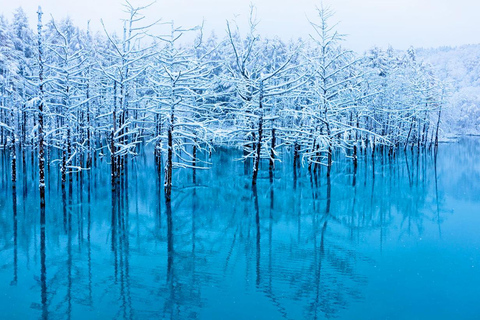 Hokkaido 1-dniowa wycieczka: Zoo Asahiyama, Biei i Ningle Terrace