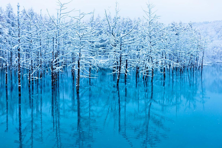 Dagtrip Hokkaido: Dierentuin Asahiyama, Biei en Ningle Terras