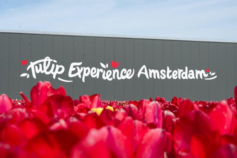 From Amsterdam: Tulip Experience and Tulip Fields Tour 4-hour tour Tulip Experience