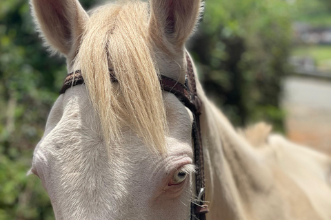 Medellín : excursion à cheval à Caldas avec boissonsMedellín : excursion équestre à Caldas avec boissons