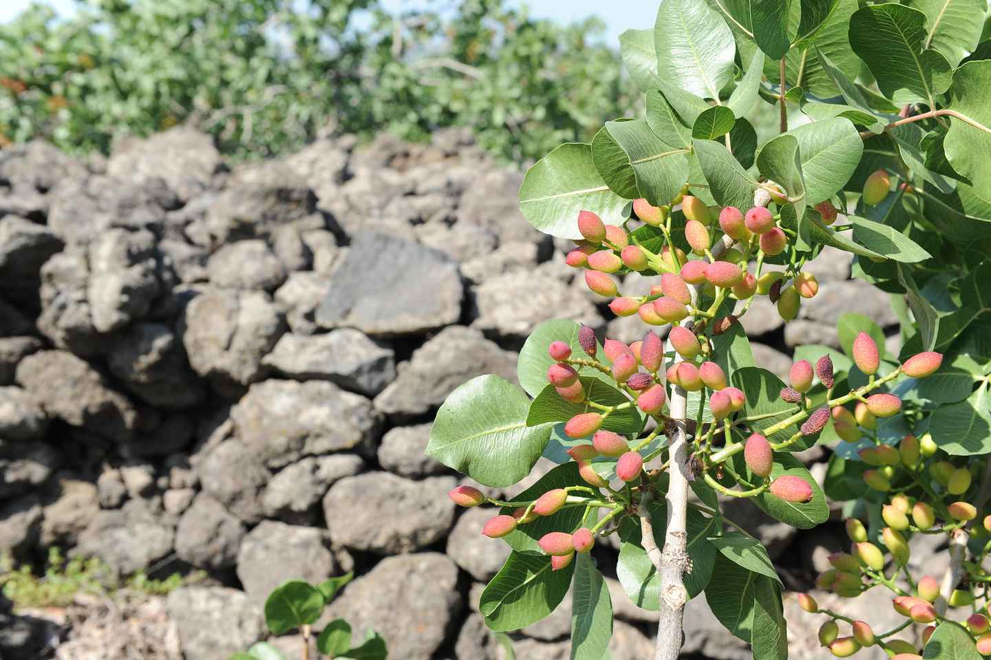 Bronte: Tour e degustazione nelle piantagioni di pistacchi