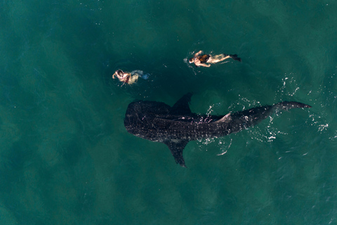 Swim with Whale Sharks in La Paz