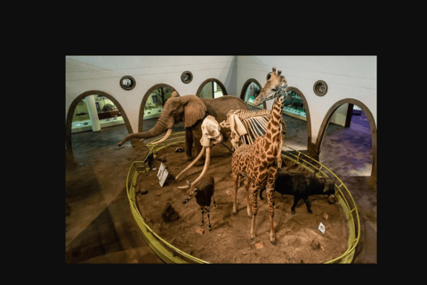 Guided Day Tour to Snake Park And Nairobi National Museum.