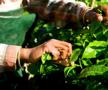 Munnar: 2-Day Sightseeing Tour with National Park Visit