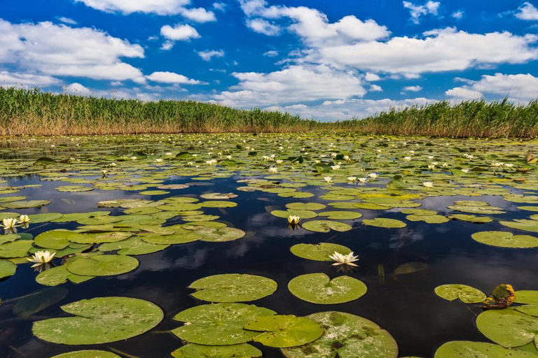 Från Bukarest: Dagsutflykt till Donaudeltat