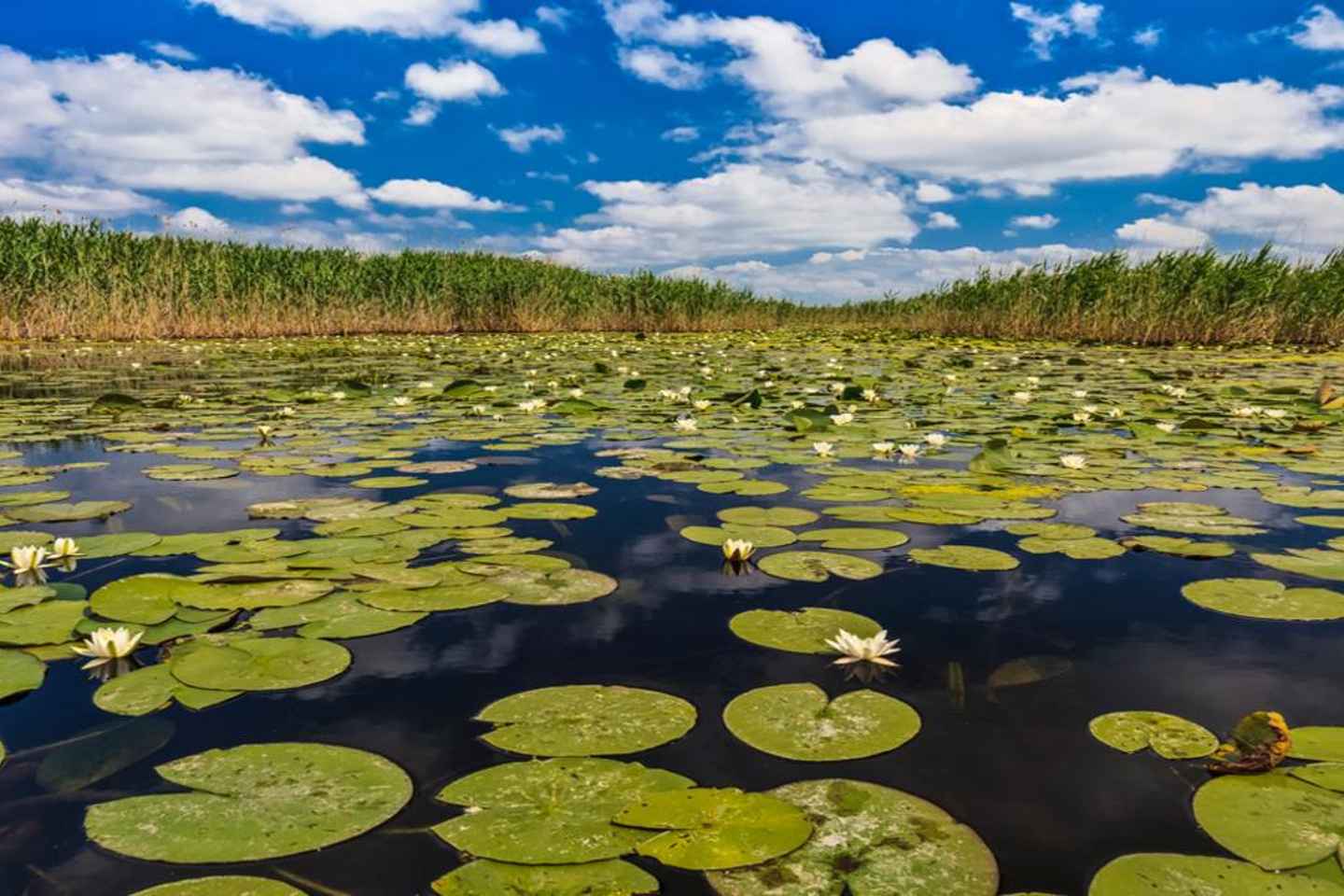 PREMIUM TOUR SMALL GROUP Bucharest: Day Trip to Danube Delta