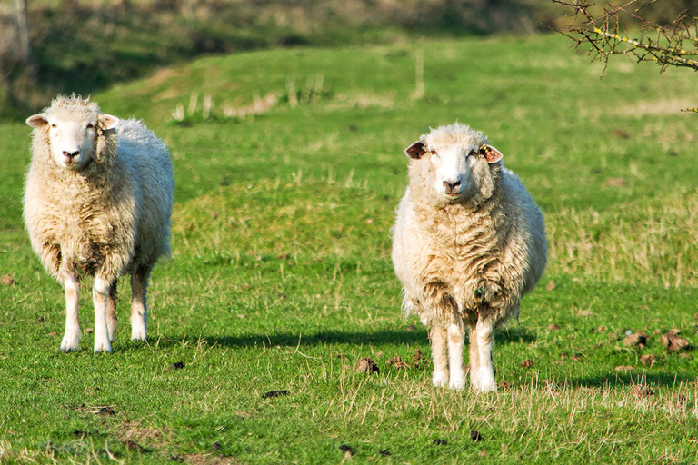 From Seoul: Wonju Nature Day Trip, Ginkgo Tree & Cable Car A. [Spring] Sogeumsan Cable Car & Cherry Blossom Tunnel Tour
