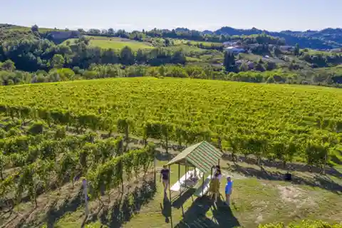 Degustazione di vini e abbinamenti gastronomici nelle Langhe e vicino ad Alba