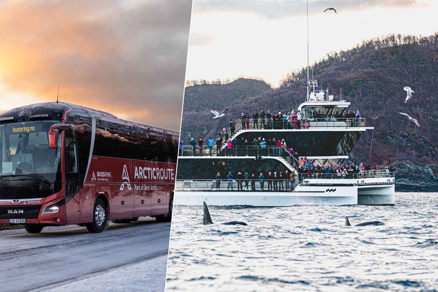 Troms: Whale Watching on hybrid boat with scenic bustrip - Tromsø: Whale Watching on hybrid boat with scenic bustrip