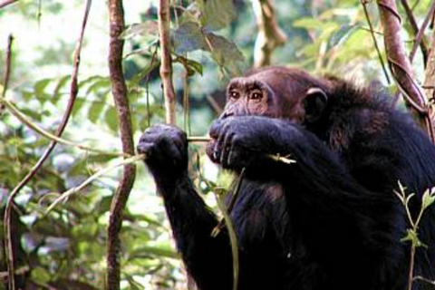 KIGOMA: Chimpanzees trekking Day Trip in Gombe national park Private Chimpanzee Trekking with Hotel Transfer and Lunch