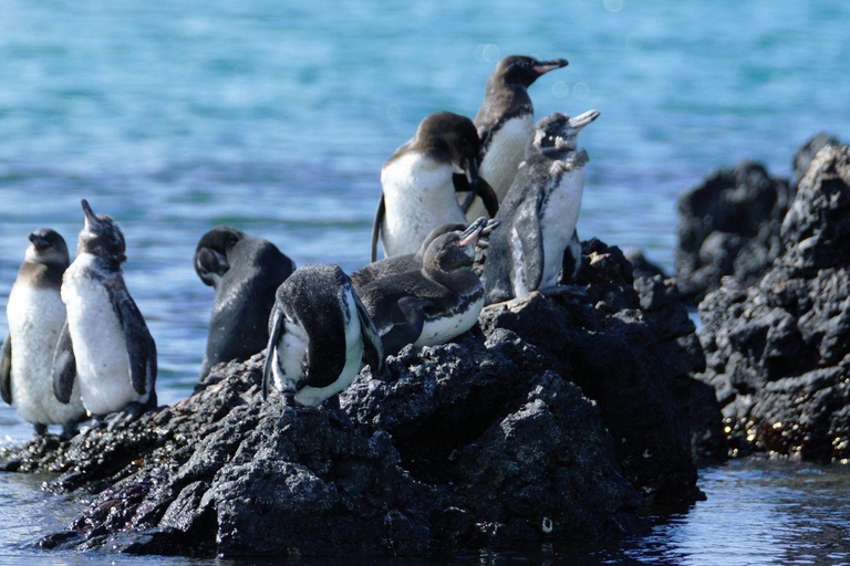 Isabela Island: Kayak sightseeing tour to Tintoreras with a bilingual tour guide