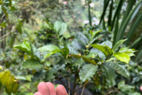 Bogota: Private Coffee Tour in Silvania - Coffee Farm Colombia: Private Coffee Tour