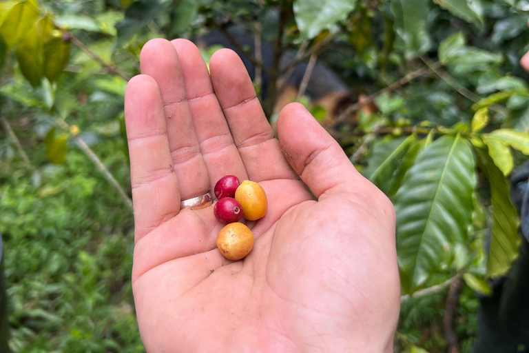 Bogota: Private Coffee Tour in Silvania - Coffee Farm Colombia: Private Coffee Tour