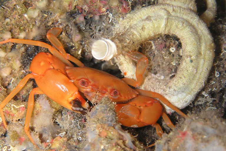 Chania: Snorkelen op een zeescooter rondvaart