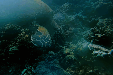 宿务：跳岛游佩斯卡多尔岛、沙丁鱼游和海龟天堂