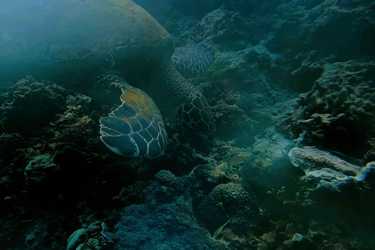 宿务：跳岛游佩斯卡多尔岛、沙丁鱼游和海龟天堂