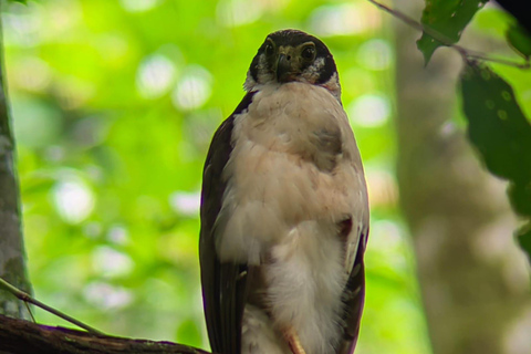 Manuel Antonio Park: Guidad tur för att se djur och strandtidPrivat tur