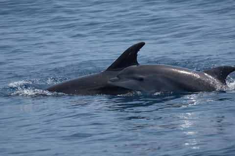 Costa Calma: Bootstour zur Delfinbeobachtung auf Fuerteventura