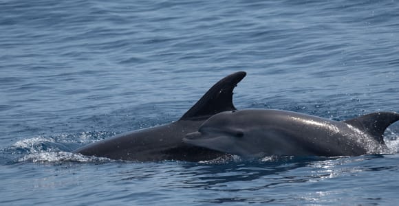 Costa Calma: Fuerteventura Dolphin Watching Boat Tour