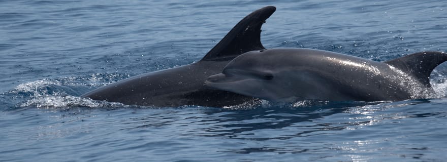 Costa Calma : tour en bateau pour observer les dauphins à Fuerteventura