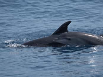 Costa Calma: tour en barco para avistar delfines en Fuerteventura