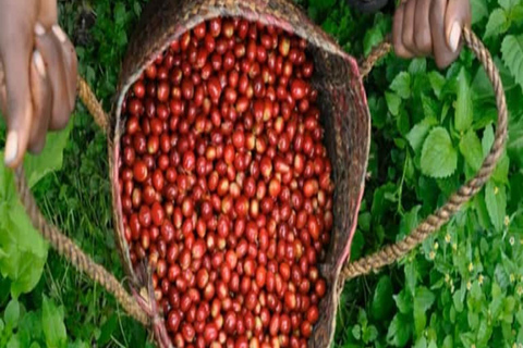 3-Day Coffee Farm & Local Culture Experience in Yirgalem
