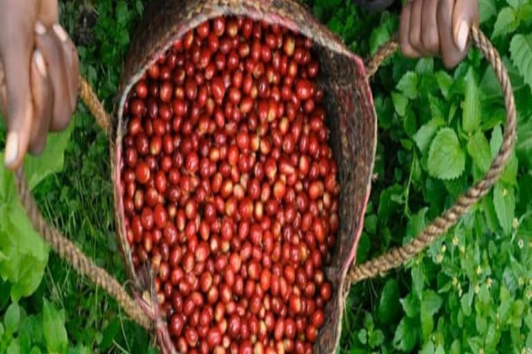 3-Day Coffee Farm & Local Culture Experience in Yirgalem