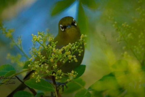 Aves y Jardines de Ciudad del Cabo. Tour privado.