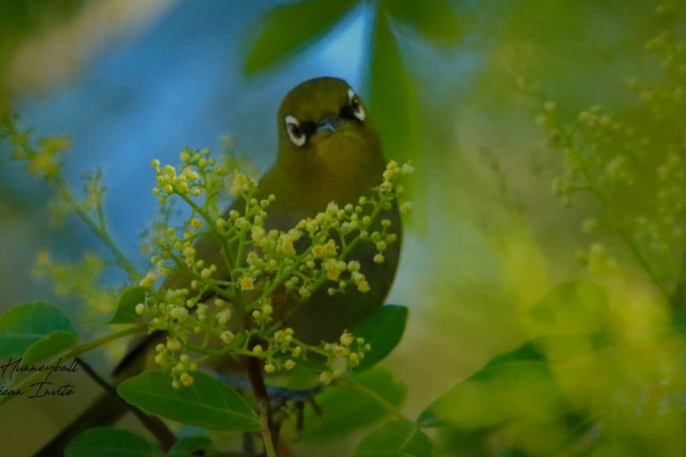 Aves y Jardines de Ciudad del Cabo. Tour privado.