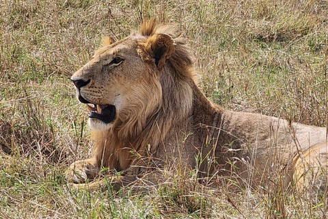 8-Day Authentic Kenya Safari with Culture, Safari & Wildlife