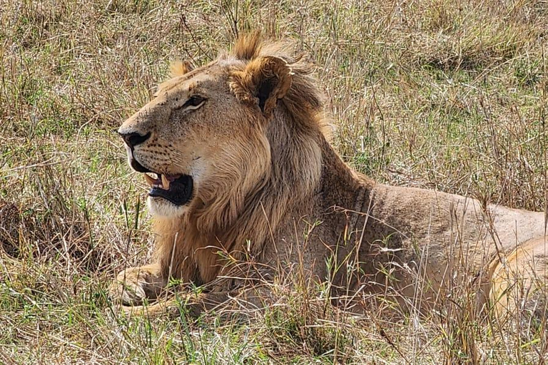 8-Day Authentic Kenya Safari with Culture, Safari & Wildlife