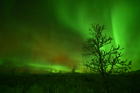 Abisko: Jakt på norrsken med snöskoterAurora jagar - Släde