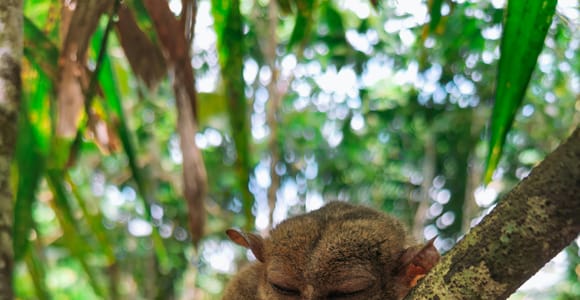 Bohol: Full-Day Heritage and Nature Tour with River Cruise