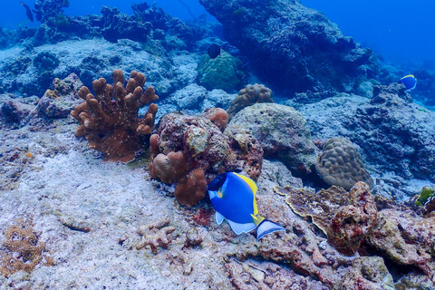 Ilha Similan - SnorkelingOpção Catamarã