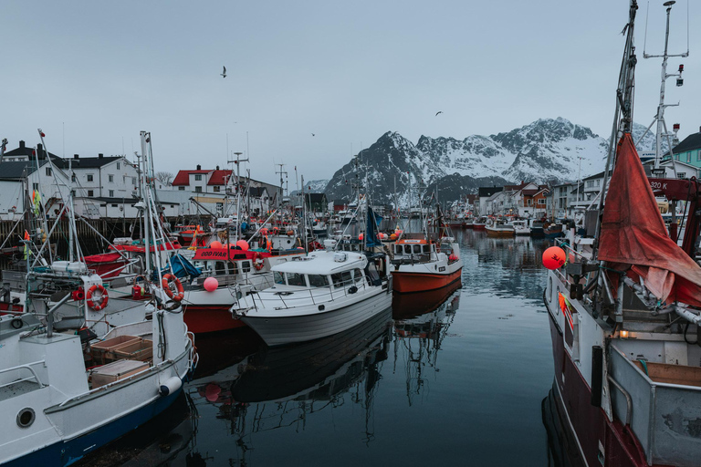 Visite touristique des Lofoten : visite d&#039;une demi-journée