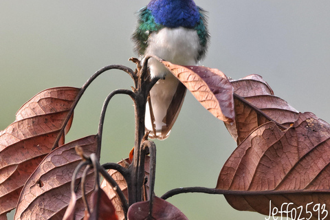 Mindo: "Birds, Chocolate/Coffee and waterfalls"