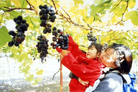 From Sapporo: Otaru Kamui Cape One-Day Tour Bus Group: meet up