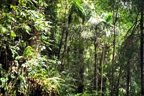 From Colombo: Sinharaja Kithul Toddy Tasting & Stream Bath