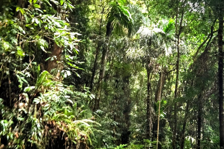 From Colombo: Sinharaja Kithul Toddy Tasting & Stream Bath
