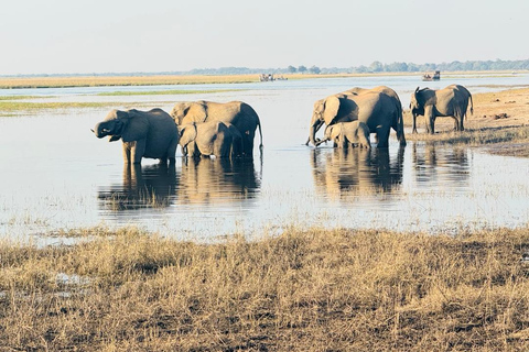Chobe Safari from Victoria Falls: Game Drive & Cruise