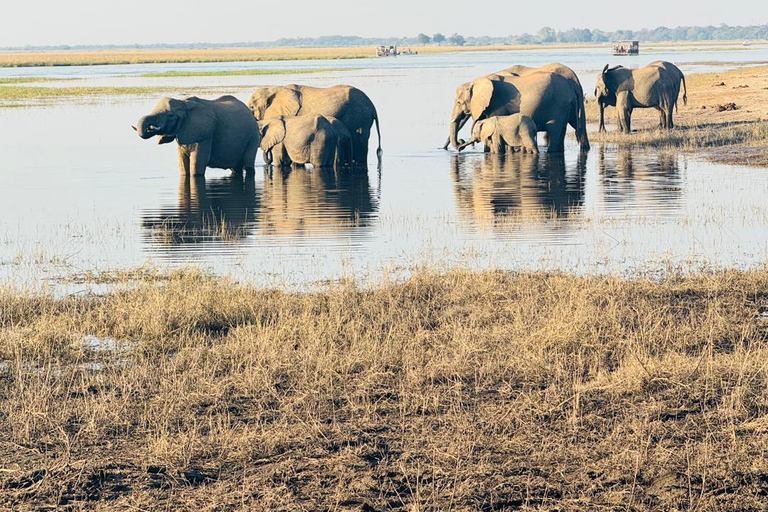 Chobe Safari from Victoria Falls: Game Drive & Cruise