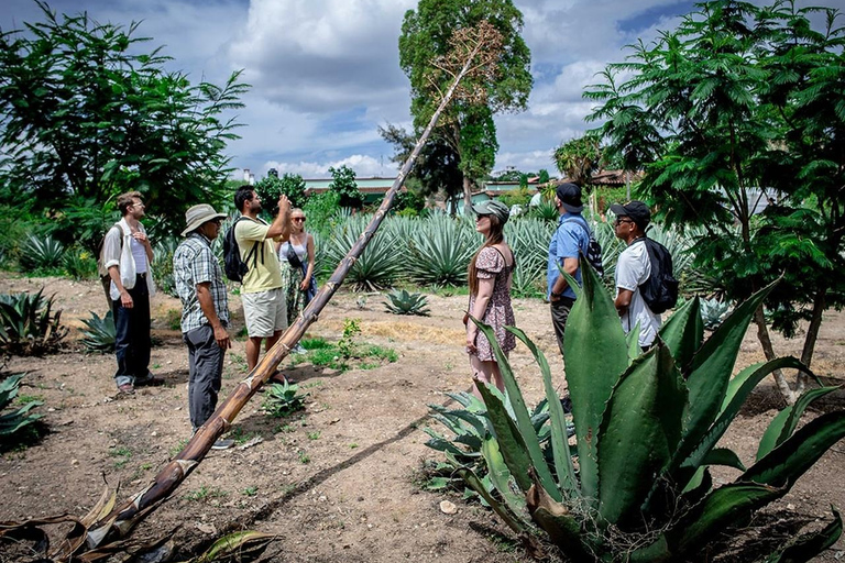 Oaxaca: Mezcal Distillery Tour mit Verkostungen