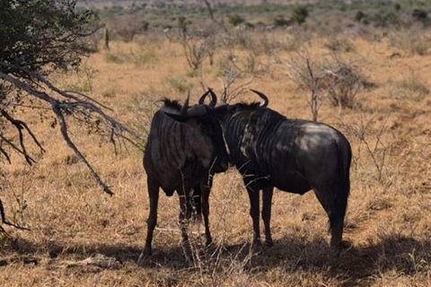 From Maputo: 2-Day Kruger National Park Safari