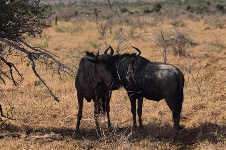 From Maputo: 2-Day Kruger National Park Safari