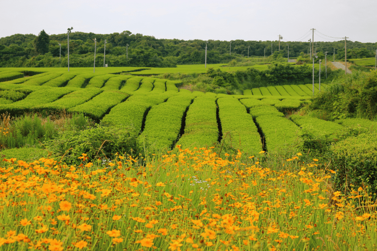 Jeju-si: Jeju Island South Guided Tour Jeju-si: Jeju Island Guided Tour