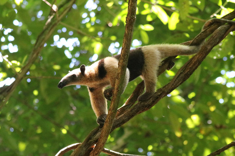 Uvita: Corcovado Rainforest & Wildlife Adventure