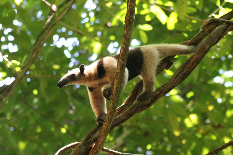 Uvita: Corcovado Rainforest & Wildlife Adventure