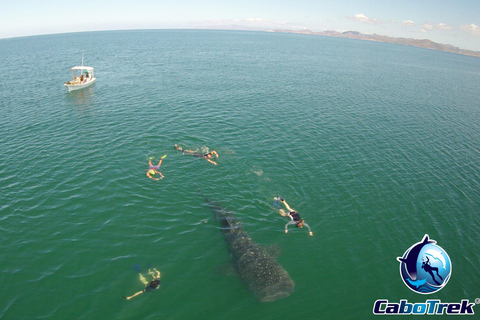 Whale Shark Experience