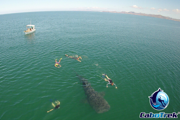 Whale Shark Experience
