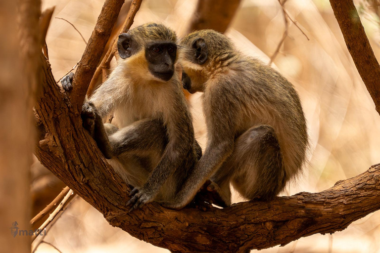Rezerwat dzikiej przyrody Bandia i wycieczka nad różowe jezioro